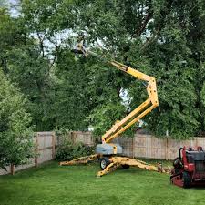 Professional  Tree Services in Carnegie, OK