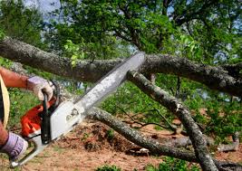 Best Hazardous Tree Removal  in Carnegie, OK