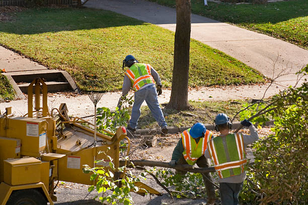 Best Tree Disease Treatment  in Carnegie, OK